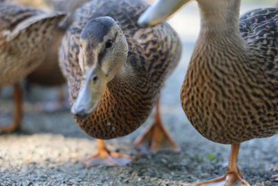 Close-up of two ducks on land