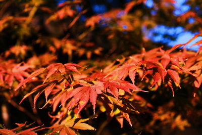 Close-up of maple leaves during autumn