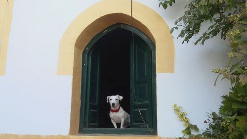 Dog in front of built structure against sky
