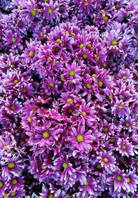 Close-up of purple flowers