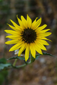 Close-up of yellow flower