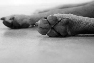 Close-up of dog sleeping