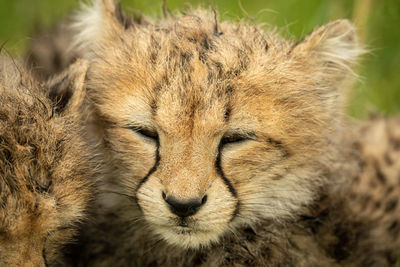 Close-up of cheetah cub lying beside sibling