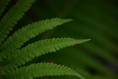 Close-up of fern leaves