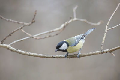 Bird perching on branch