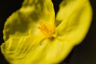 Close-up of yellow flower