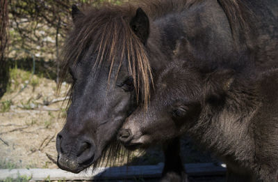 Close-up of horse with pony