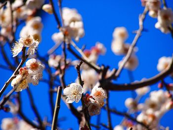 Close-up of flowers on branch