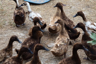 Flock of sheep in a field