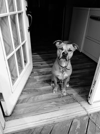 Portrait of dog sitting on floor at home
