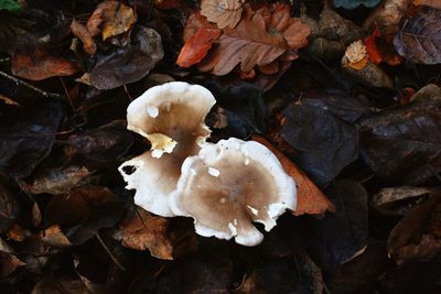 High angle view of mushrooms