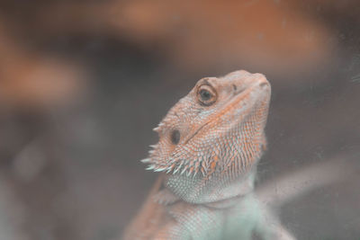 Close-up of a lizard