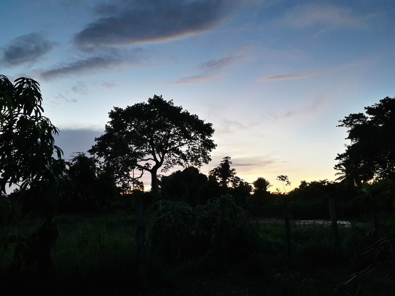 tree, sky, silhouette, tranquility, field, tranquil scene, landscape, sunset, beauty in nature, scenics, cloud - sky, nature, grass, growth, cloud, grassy, idyllic, no people, outdoors, non-urban scene