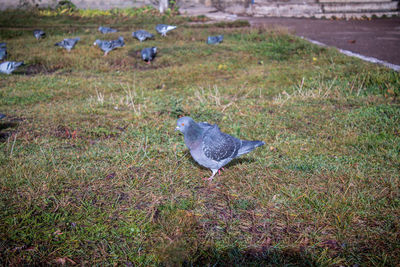 Side view of pigeon on field