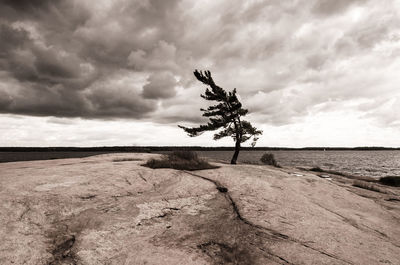 Tree on field against sky