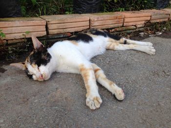 High angle view of a cat resting