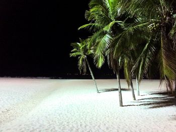 Palm trees on beach against sky at night
