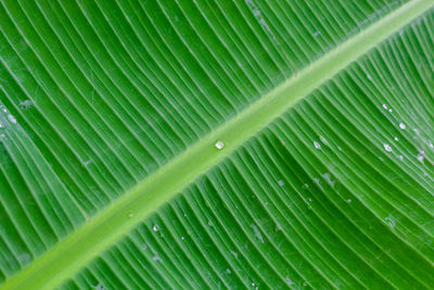 Full frame shot of palm leaf