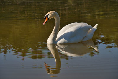 Swan swimming in lake