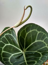 Close-up of green leaf against white background