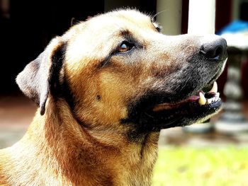 Close-up of a dog looking away