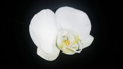 Close-up of white rose against black background