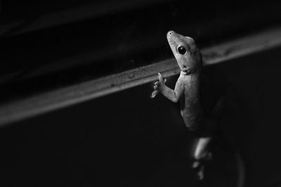 Close-up of a lizard over black background