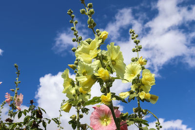 Low angle view of flowering plant against sky