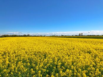 Scenic view of oilseed rape field against sky