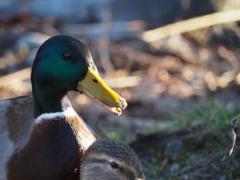 Close-up of duck