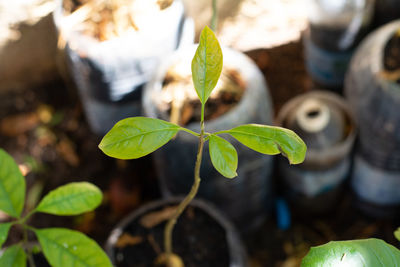 Close-up of plant leaves