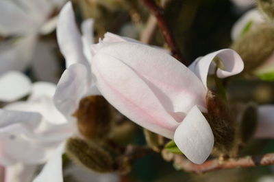 Close-up of white flowering plant