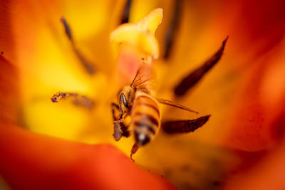 Close-up of insect on yellow flower