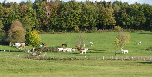 View of birds on grassy field