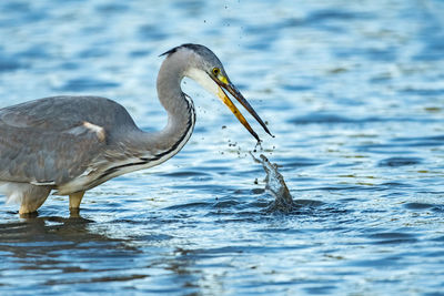 View of a bird in lake