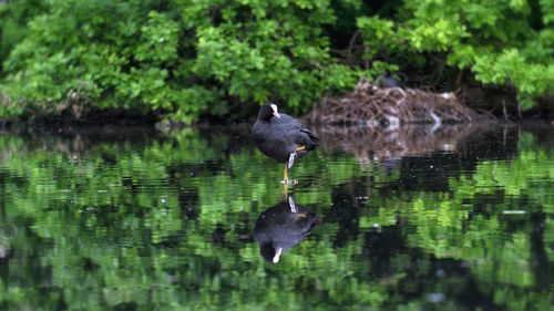 Duck swimming on lake