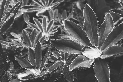 Close-up of water drops on flower