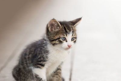 Close-up portrait of cat