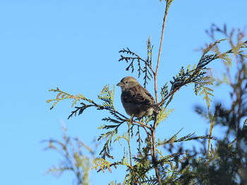 Low angle view of bird perching on tree against sky