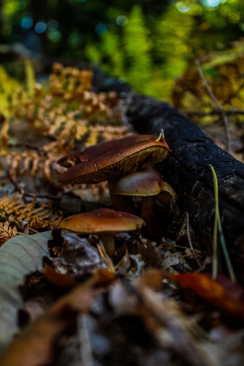 selective focus, nature, fungus, mushroom, land, close-up, no people, toadstool, plant, food, vegetable, day, growth, forest, field, plant part, leaf, tree, falling, outdoors, surface level, leaves