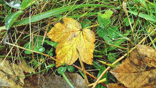 Close-up of dry leaves on field