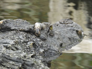 Close-up of crocodile in sea