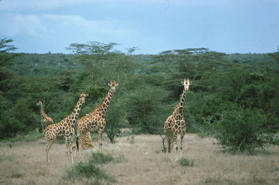 Zebras on landscape against sky