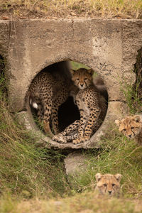 Cheetah cubs by stone hole in forest