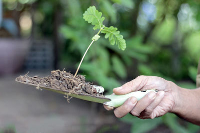 Close-up of hand holding plant