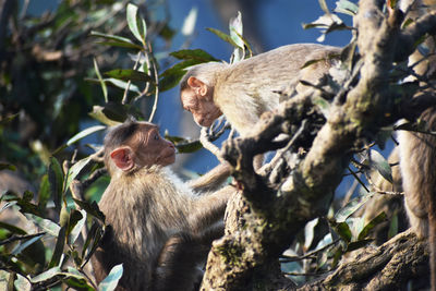 Monkeys in a tree