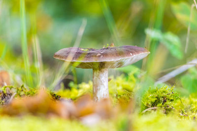 Close-up of mushroom growing on plant