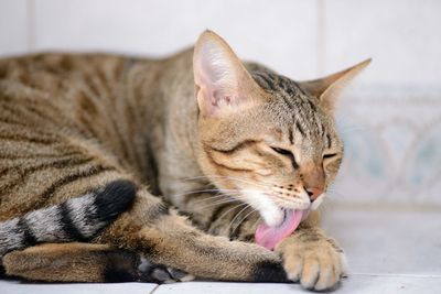 Close-up of cat sleeping on floor