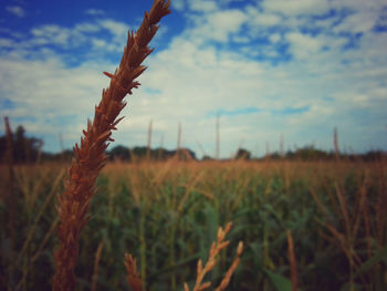 Scenic view of field against cloudy sky