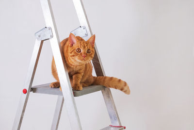 Funny young red cat is on construction ladder. the concept of repair, improvement, housewarming. 